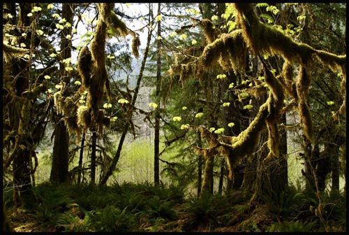 enchanted forest. Quinault Rain Forest: Photo